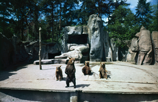 849964 Afbeelding van de bruine beren in de berenkuil van het Dierenpark Amersfoort (Barchman Wuytierslaan 224) te ...